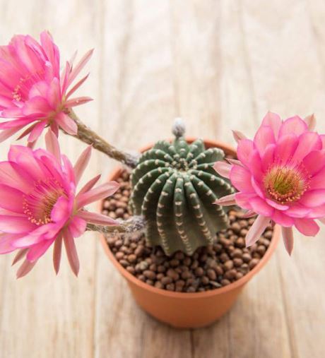 Cactus: 4 consejos para que crezcan sanos y fuertes